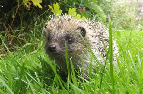 Hedgehog habitats - Hedgehog Street