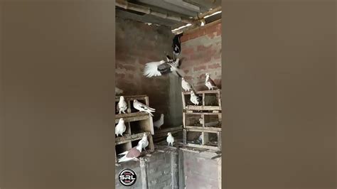 Male Pigeon Calling Female Pigeon | Pigeon Crying Cooing Sound | Black Pigeon #shorts #ytshorts ...