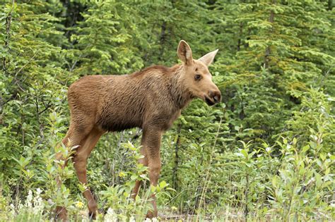 baby moose near Denali - 2019 Photo Contest - Alaska Magazine