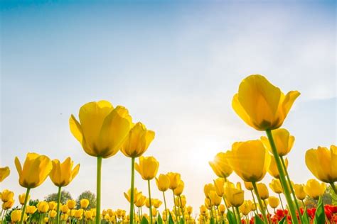 Free Photo | Beautiful bouquet of tulips in spring season