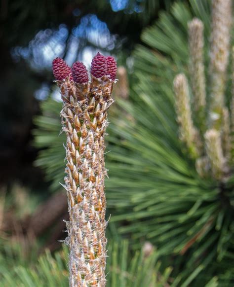 Pinus (pine) description - The Gymnosperm Database