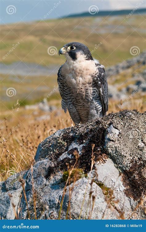 Peregrine Falcon (Falco Peregrinus) Stock Photo - Image of peregrinus, bird: 16283868