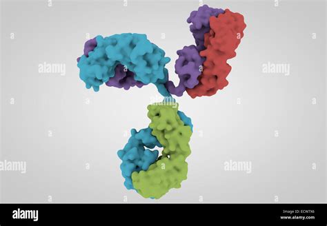 3D structure of antibody Stock Photo - Alamy