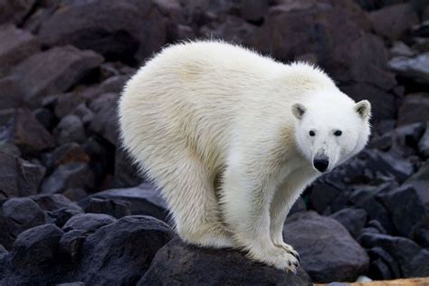 Photographie d'Art d'un Ours polaire à Spitzberg en Norvège