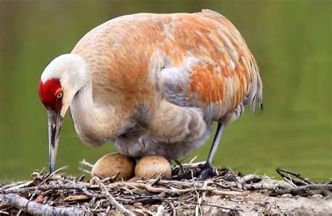 Sandhill Crane - Description, Habitat, Image, Diet, and Interesting Facts