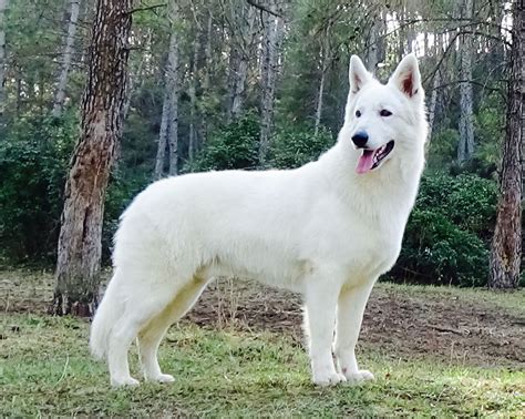 MCH Jack Daniel`s | Shepherd dog breeds, White german shepherd, Black german shepherd dog