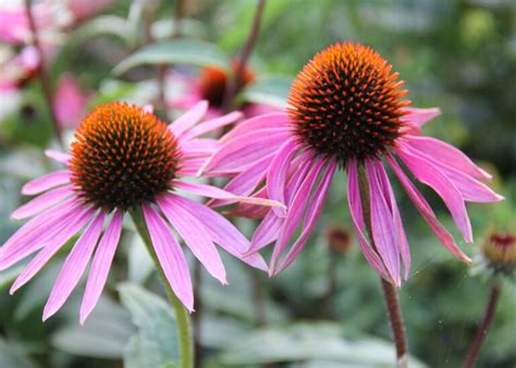 The Best Perennials For Cut Flowers (Vibrant + Beautiful) - Green ...