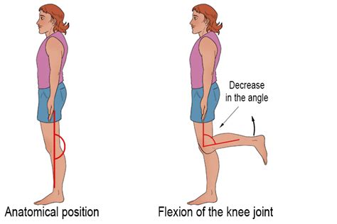 Knee Flexion - Mammoth Memory definition - remember meaning