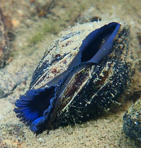 Freshwater Pearl Mussel (Canaiad's Freshwater Mussels of Canada) · iNaturalist