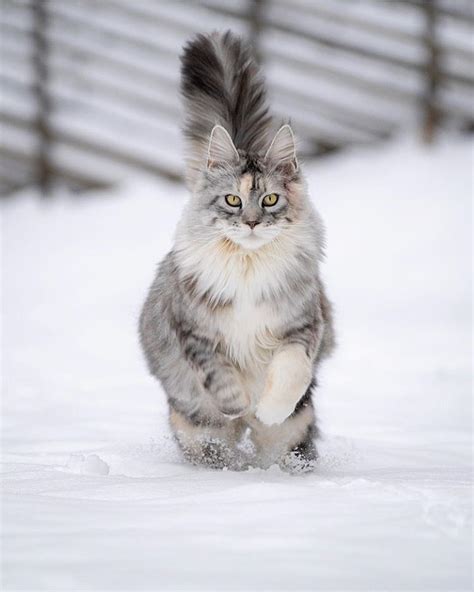 Fluffy Mainecoon Cat : Floof