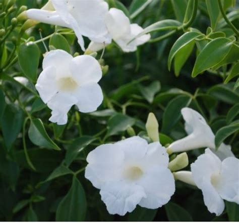 Pandorea Jasminoides - Varieties