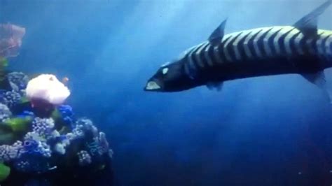 Finding Nemo Barracuda