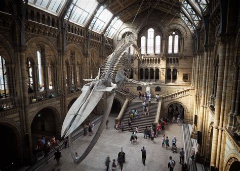 In Pictures: The Natural History Museum's Whale - Look Up London