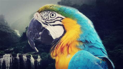 Blue Macaw. by Scalesandfeathers97 on DeviantArt