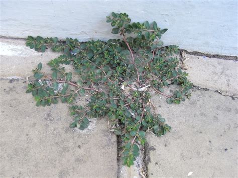 Euphorbia prostrata - Sussex Botanical Recording Society