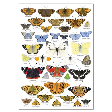 Identifying British Butterflies