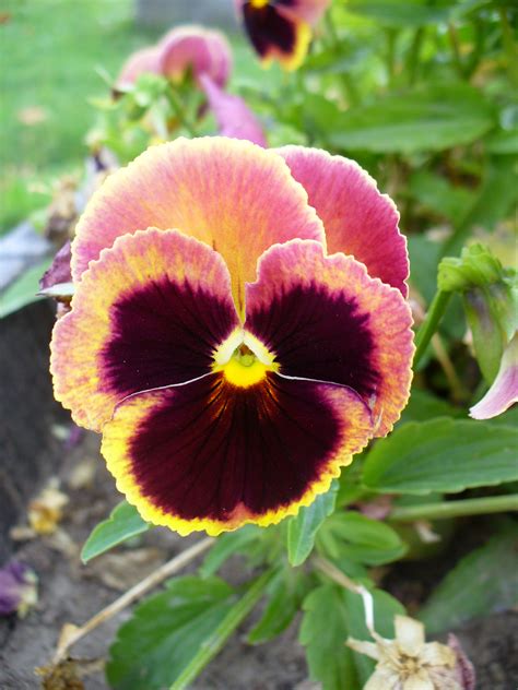 File:Colourful Viola flower 3.jpg - Wikimedia Commons