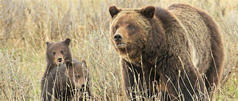 Grizzly Bear - Yellowstone Wildlife