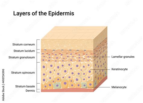 Vector illustration of Epidermis layers. Skin anatomy. Medical diagram ...