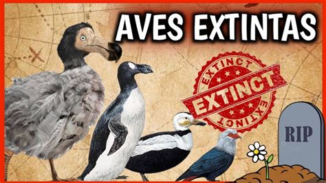 ¡7 Aves EXTINTAS! 😱☠️ Animales extintos por el Hombre que ¡NUNCA VEREMOS! Documental - YouTube