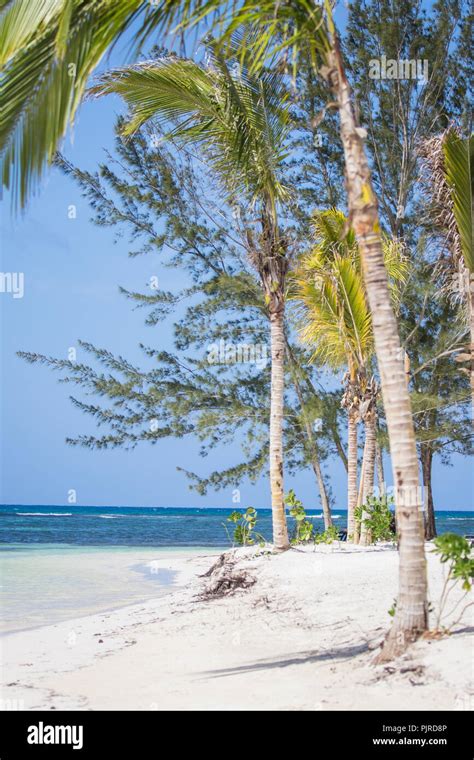 Tropical Beach in Falmouth Jamaica. Palm Trees and White Sand Beaches ...