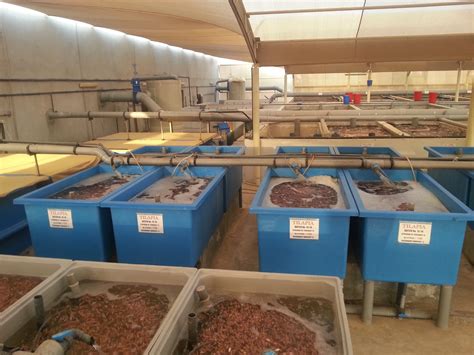 Turn key fish hatchery solutions for many fish species - Aquaculture ID