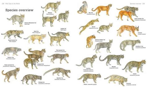 Discover the Secrets of the World's 38 Species of Wild Cats