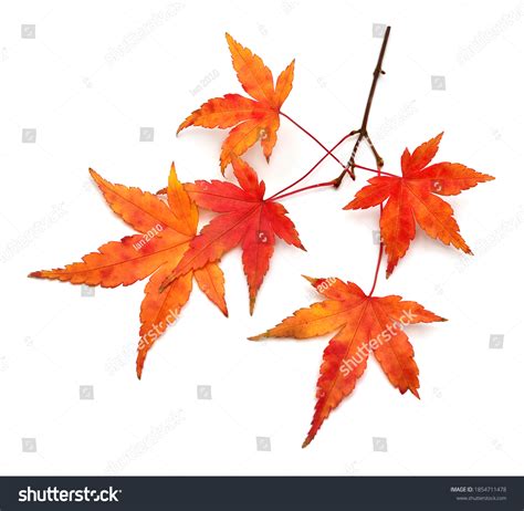 57,818 Green Japanese Maple Leaf Images, Stock Photos & Vectors | Shutterstock