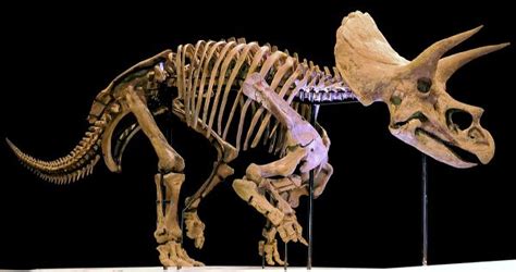 Triceratops sp. LANE Skeleton – Display Replica – Black Hills Institute