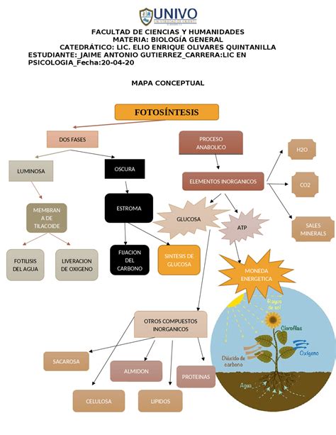 Mapa Conceptual de La Fotosíntesis | Mapas Conceptuales