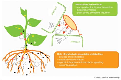 Schematic overview showing the different types of plant-endophyte... | Download Scientific Diagram