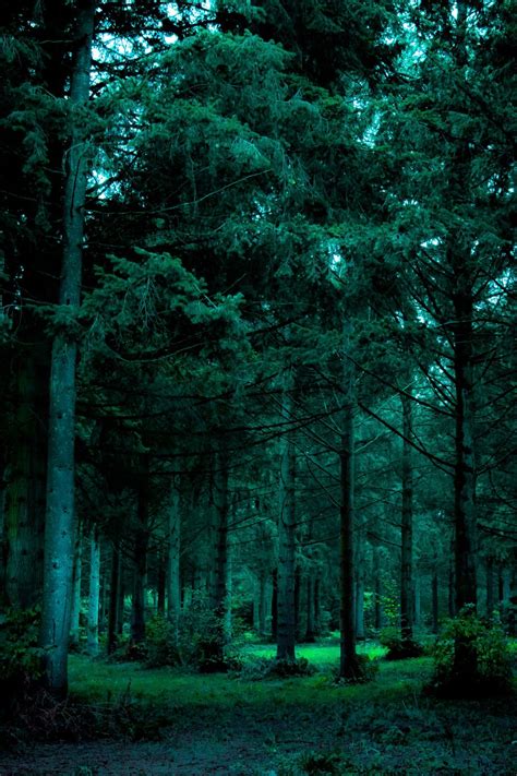 Aesthetic Dark Green Forest ~ Aesthetic Forest Hd Wallpapers | wallpaperlist