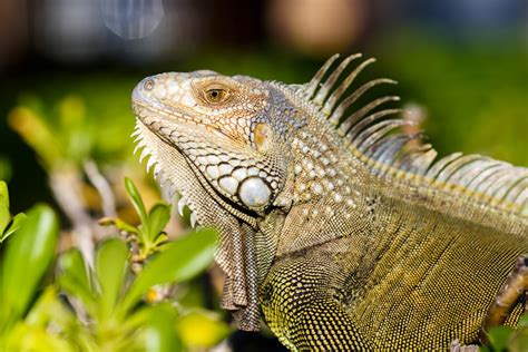 500+ Iguana Pictures | Download Free Images on Unsplash