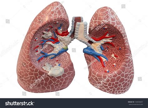 581 Bronchial Tube Stock Photos, Images & Photography | Shutterstock