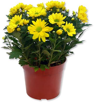 Download Outdoor Potted Plants Png - Yellow Flower Pot Png - HD ...