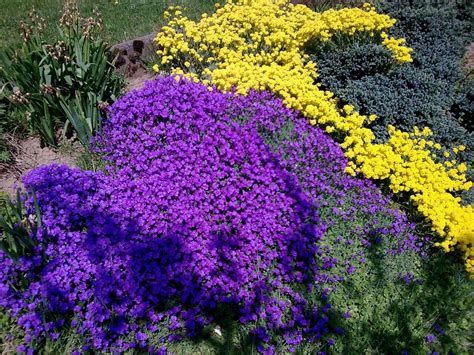 200 Purple Rockcress Flower Seeds Ground Cover Aubrieta - Etsy in 2023 | Purple perennials ...