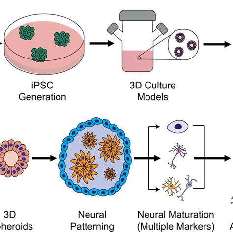 Breakdown of cell populations present in iPSC-derived neural cultures ...