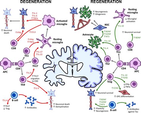 Frontiers | Aging and Neurodegenerative Disease: Is the Adaptive Immune System a Friend or Foe?