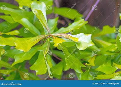 Blackjack Oak tree leaves stock photo. Image of eastern - 215278892