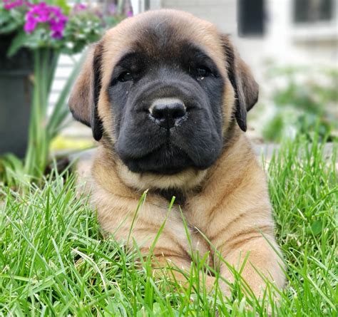 English Mastiff Puppies For Sale | Newmanstown, PA #276839