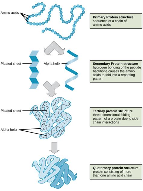 Protein Structure | Biology for Majors I