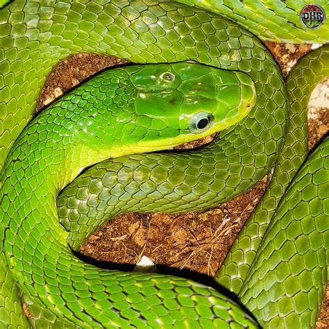 Nice closeup Green Bush Rat Snake - Darren Hamill Reptiles