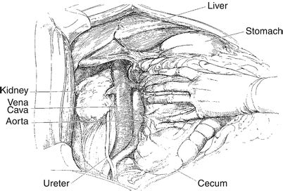 Stomach and Duodenum | Anesthesia Key