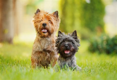 Cairn Terrier: Dog Breeds | Breed Information | Mad Paws Blog