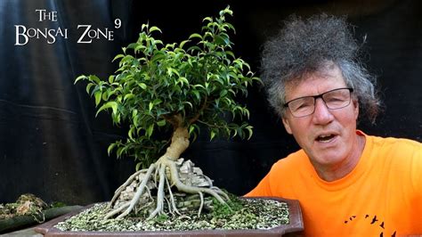 My Root Over Temple Ficus, Part 1, The Bonsai Zone, Sept 2022 [2024 Update] - BonsaiMadeEasy