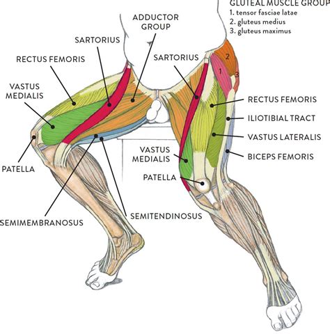 Human Body Leg Muscles Diagram - Muscles Physiology Limb | Bodewasude