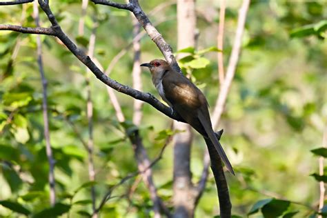 Black-billed Cuckoo | Audubon Field Guide