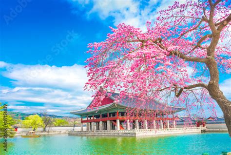 "gyeongbokgung palace with cherry blossom tree in spring time in seoul , south korea." Stock ...