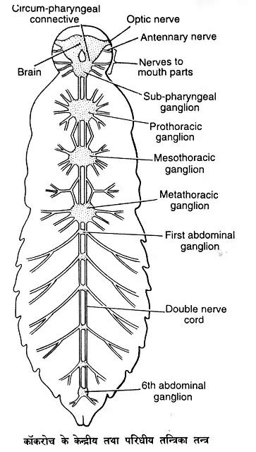 कॉकरोच का तंत्रिका तंत्र (Nervous System of cockroach)|hindi ~ SCIENCE'S World