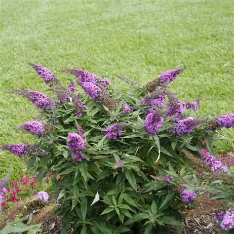 Buddleia - Pugster Periwinkle Butterfly Bush - Sugar Creek Gardens